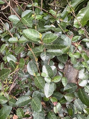 Trachelospermum