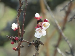 Prunus armeniaca