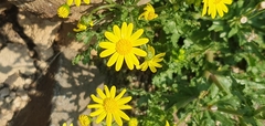 Senecio vernalis
