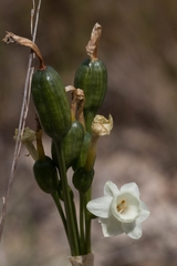 Narcissus dubius