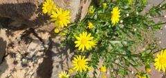 Senecio vernalis