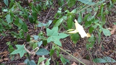 Camonea vitifolia
