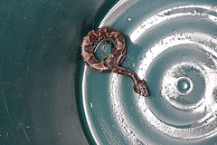 Bothrocophias microphthalmus