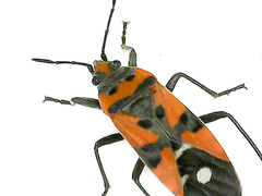 Lygaeus equestris