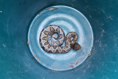 Bothrocophias microphthalmus