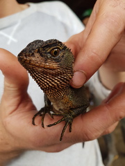 Enyalioides