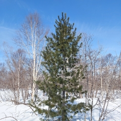 Pinus sibirica
