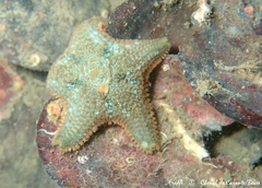 Asterina gibbosa