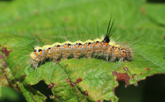 Acronicta cuspis