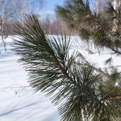 Pinus sibirica