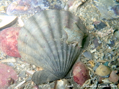 Flexopecten glaber