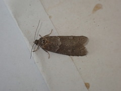 Tortricodes alternella