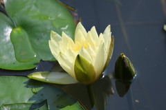 Nymphaea mexicana