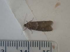 Tortricodes alternella