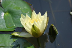 Nymphaea mexicana
