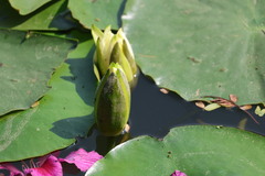 Nymphaea mexicana