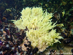 Halichondria bowerbanki