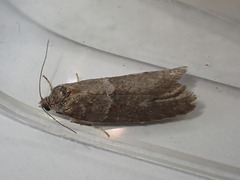 Tortricodes alternella