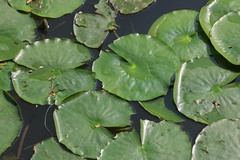 Nymphaea mexicana