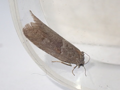 Tortricodes alternella