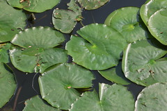 Nymphaea mexicana