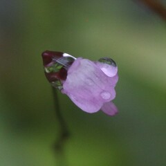 Utricularia minutissima