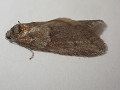 Tortricodes alternella