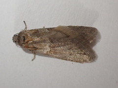 Tortricodes alternella