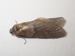 Tortricodes alternella