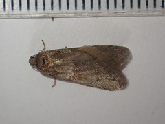 Tortricodes alternella