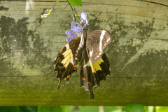 Papilio amynthor