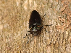 Belionota prasina