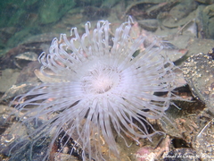 Pachycerianthus solitarius