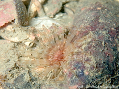 Pachycerianthus solitarius