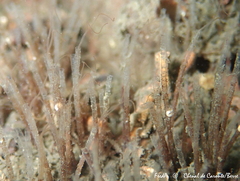 Phyllochaetopterus socialis