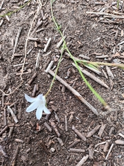 Wahlenbergia undulata