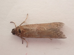 Tortricodes alternella