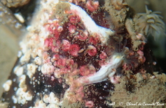 Spirobranchus triqueter