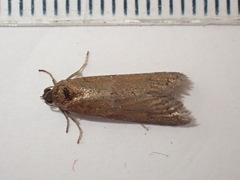 Tortricodes alternella