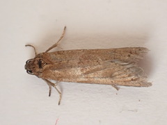 Tortricodes alternella