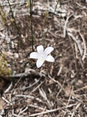 Wahlenbergia undulata