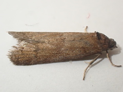 Tortricodes alternella