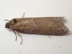 Tortricodes alternella