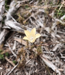 Wahlenbergia undulata