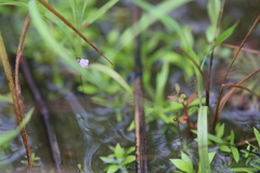 Utricularia minutissima