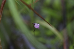 Utricularia minutissima