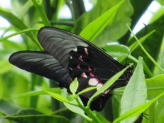 Heraclides anchisiades capys