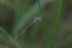 Austroagrion exclamationis
