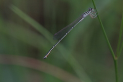 Austroagrion exclamationis