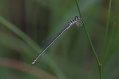 Austroagrion exclamationis